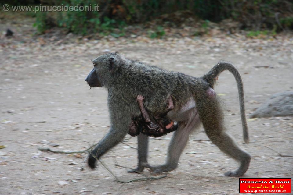 Ethiopia - Mago National Park - Baboons - 16.jpg